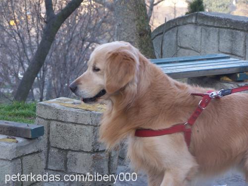 oscar Erkek Golden Retriever