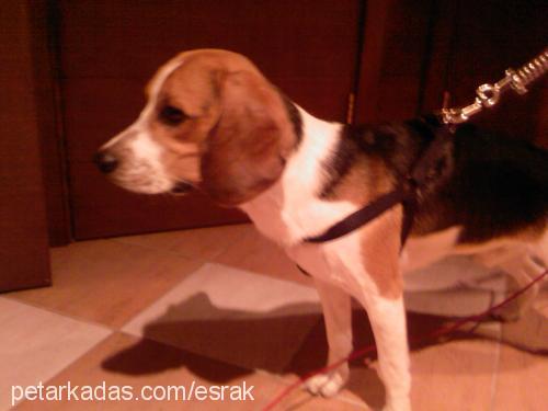 rudy Erkek Beagle