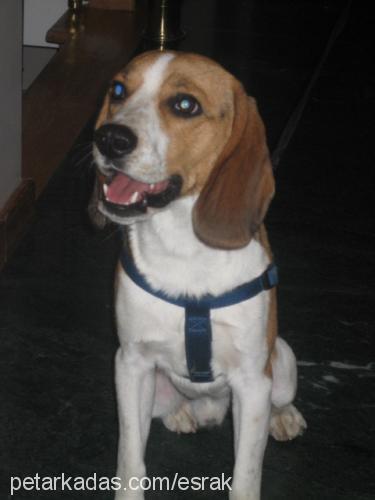 rudy Erkek Beagle