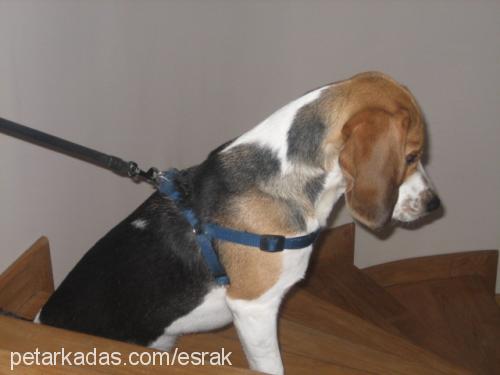 rudy Erkek Beagle