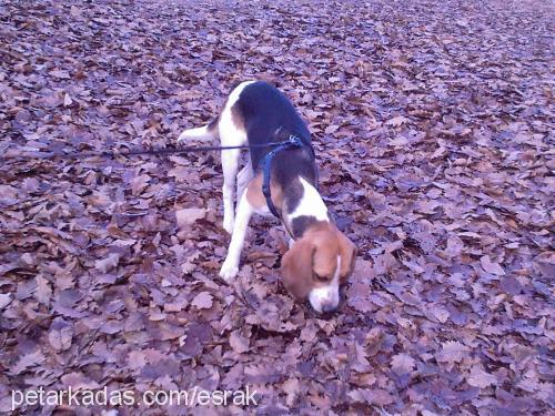 rudy Erkek Beagle