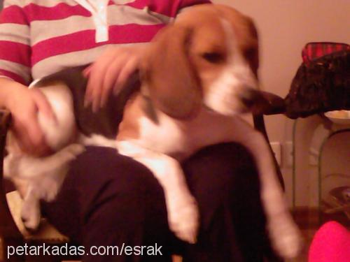 rudy Erkek Beagle