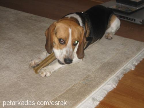 rudy Erkek Beagle