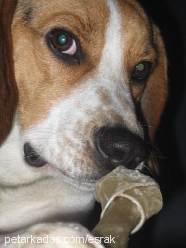 rudy Erkek Beagle