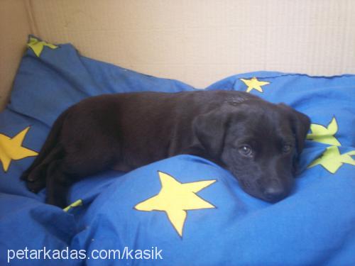 kaşık Erkek Labrador Retriever