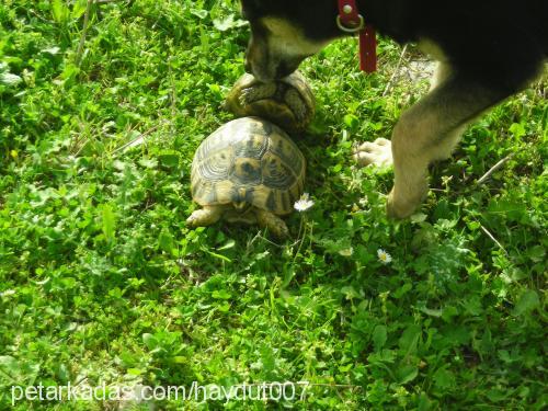 haydut Erkek Alman Çoban Köpeği