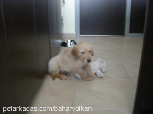 tarçın Erkek Golden Retriever