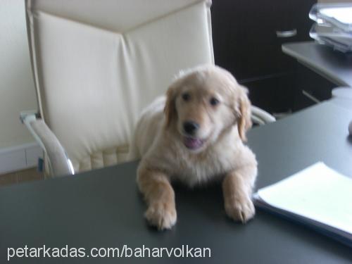 tarçın Erkek Golden Retriever