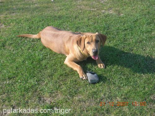 zeyna Dişi Labrador Retriever