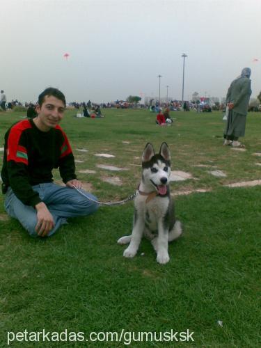 gümüş Erkek Sibirya Kurdu (Husky)