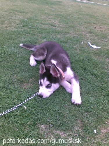 gümüş Erkek Sibirya Kurdu (Husky)