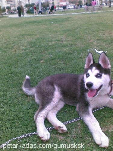 gümüş Erkek Sibirya Kurdu (Husky)