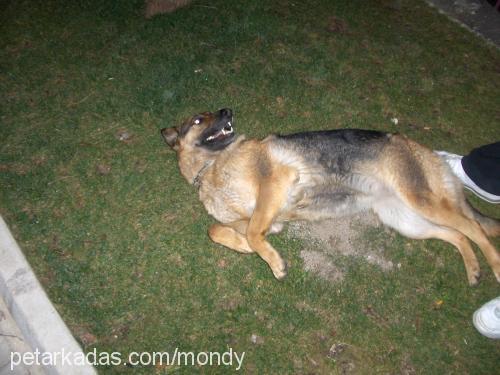 mondy Dişi Alman Çoban Köpeği