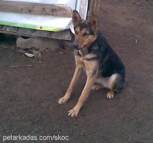 skoç Dişi Alman Çoban Köpeği