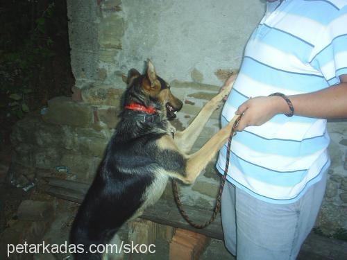 skoç Dişi Alman Çoban Köpeği