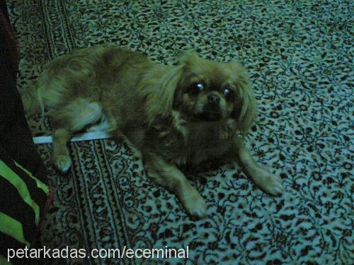 lora Dişi Pekingese