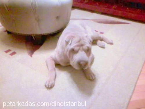 dino Erkek Çin Shar-Pei