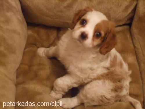 charlotte Dişi King Charles Spaniel