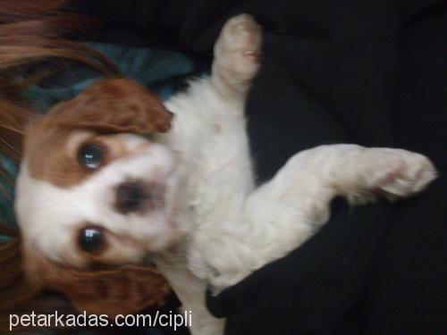 charlotte Dişi King Charles Spaniel