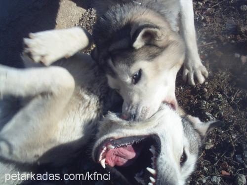 apple Dişi Alaskan Malamute