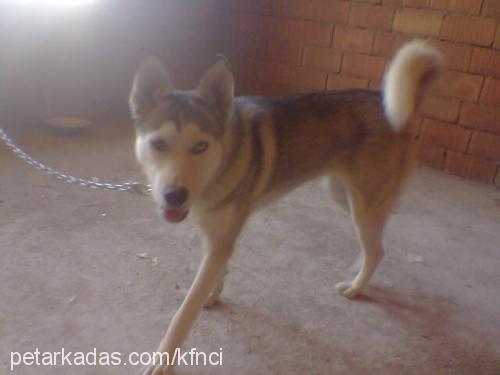 apple Dişi Alaskan Malamute