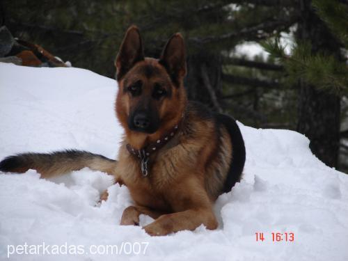 dost Erkek Alman Çoban Köpeği