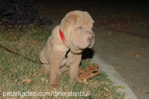 dino Erkek Çin Shar-Pei