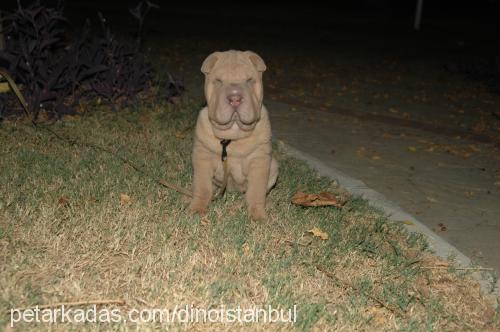 dino Erkek Çin Shar-Pei