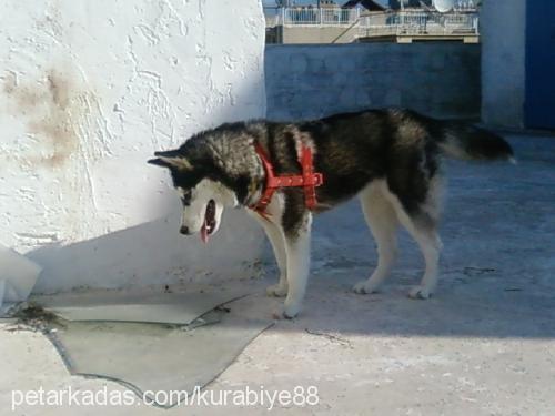 maya Dişi Sibirya Kurdu (Husky)