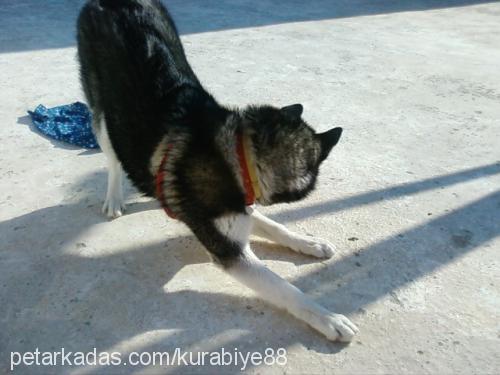 maya Dişi Sibirya Kurdu (Husky)