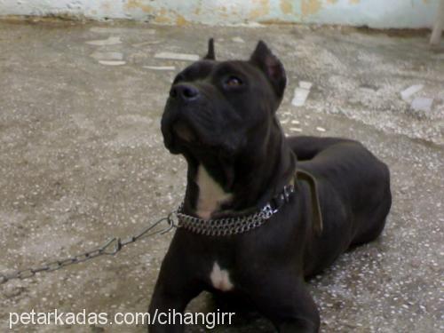 rocky Dişi Amerikan Staffordshire Terrier