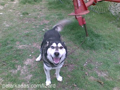 paşa Erkek Sibirya Kurdu (Husky)