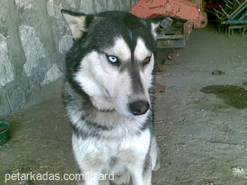 paşa Erkek Sibirya Kurdu (Husky)