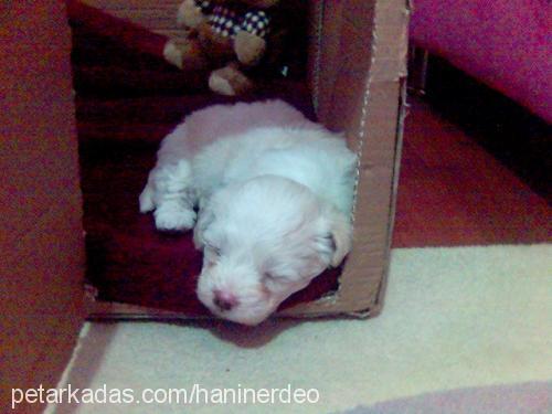 köpük Dişi West Highland White Terrier