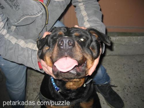 lady Dişi Rottweiler