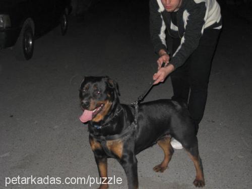 lady Dişi Rottweiler