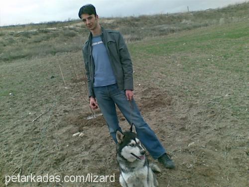 paşa Erkek Sibirya Kurdu (Husky)