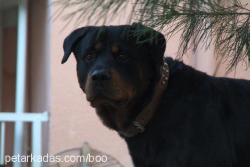 boo Erkek Rottweiler