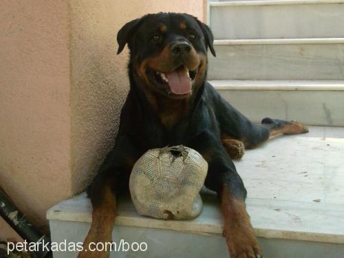 boo Erkek Rottweiler