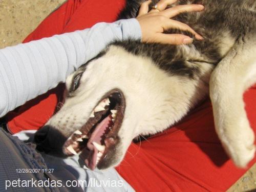 kontes Dişi Sibirya Kurdu (Husky)