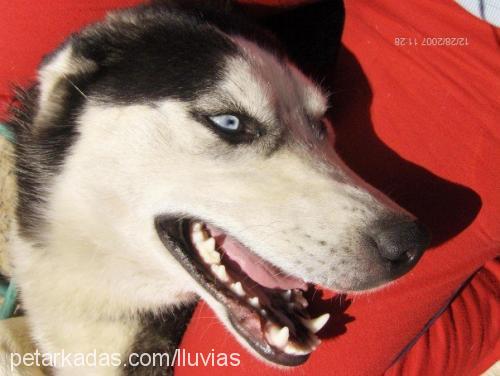 kontes Dişi Sibirya Kurdu (Husky)