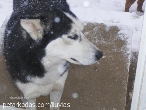 kontes Dişi Sibirya Kurdu (Husky)