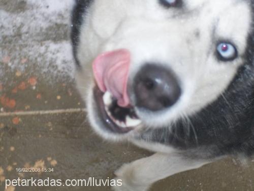 kontes Dişi Sibirya Kurdu (Husky)