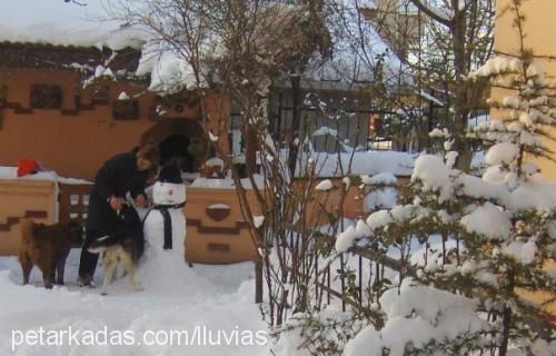 kontes Dişi Sibirya Kurdu (Husky)