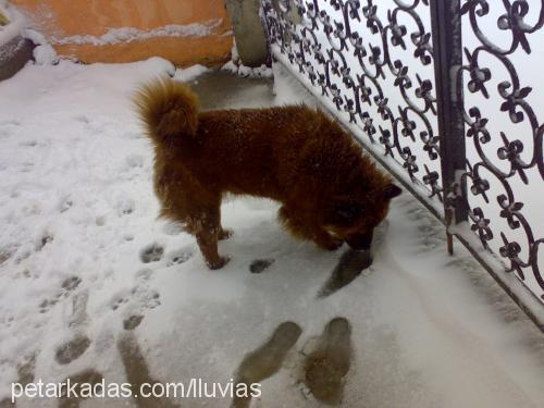 puffy Dişi Chow Chow