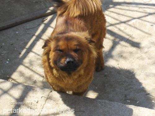 puffy Dişi Chow Chow