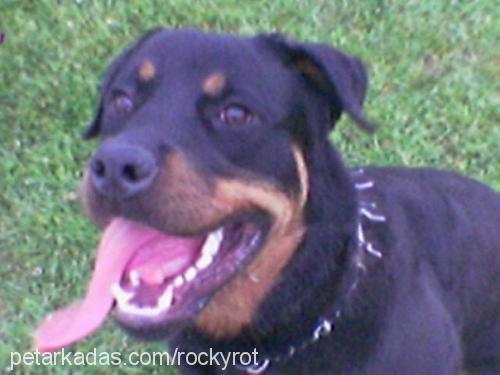 rocky Erkek Rottweiler