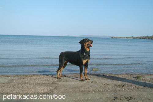 maya Dişi Rottweiler