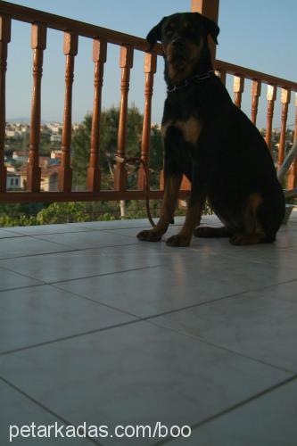 maya Dişi Rottweiler