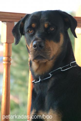 maya Dişi Rottweiler